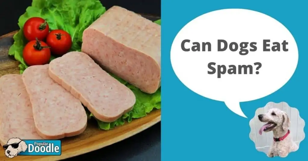 can-dogs-eat-spam