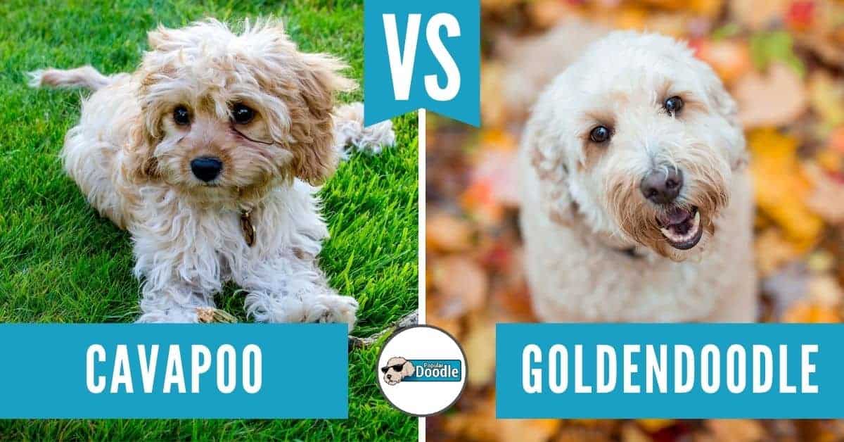 Cavapoo vs Goldendoodle: is Best for You? (Comparison &