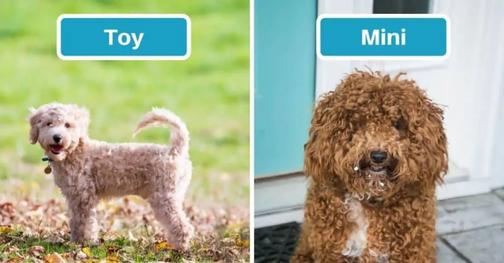 Toy poodle best sale max size