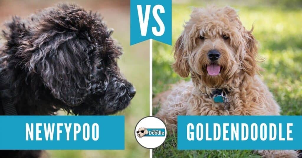 Newfypoo vs Goldendoodle: Which is Best for You? (Comparison & Quiz)