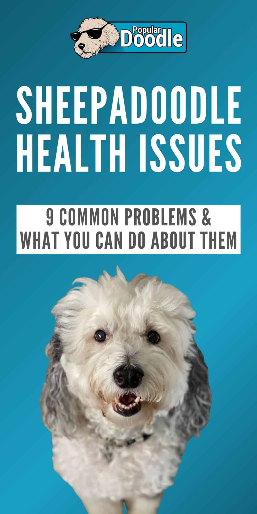 Sheepadoodle Health Issues: 9 Common Sheepadoodle Health Problems to ...