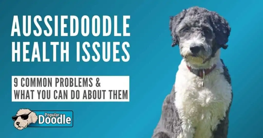 aussiedoodle health problems