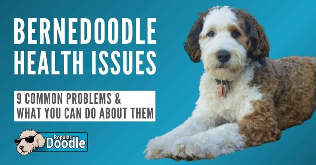 Bernedoodle Health Issues: 9 Common Bernedoodle Health Problems to Look Out For!