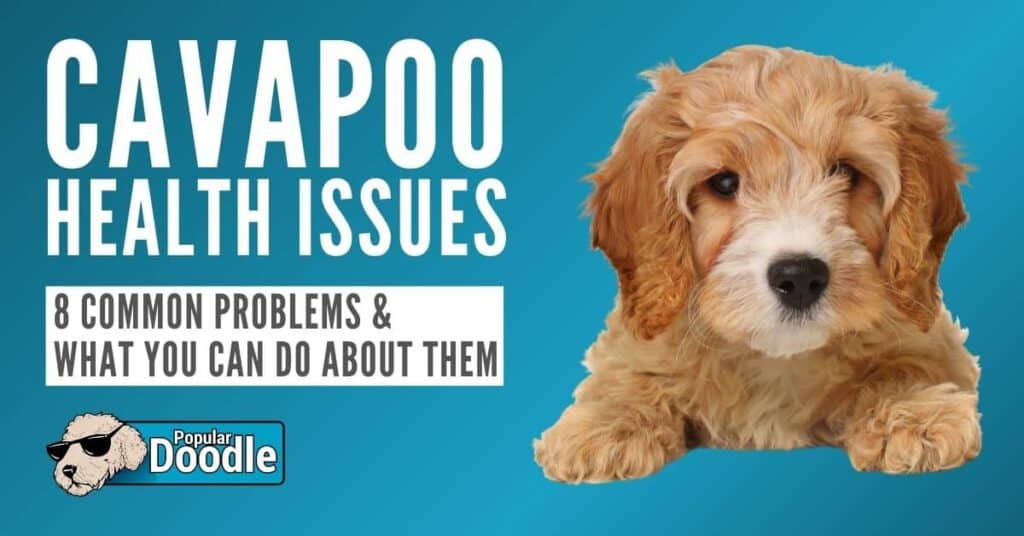 Cavapoo Health Issues: 8 Common Cavapoo Health Problems to Look Out For!