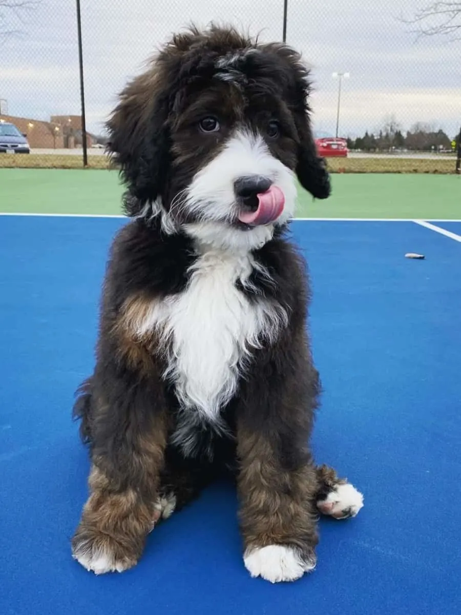 what is an f2 bernedoodle