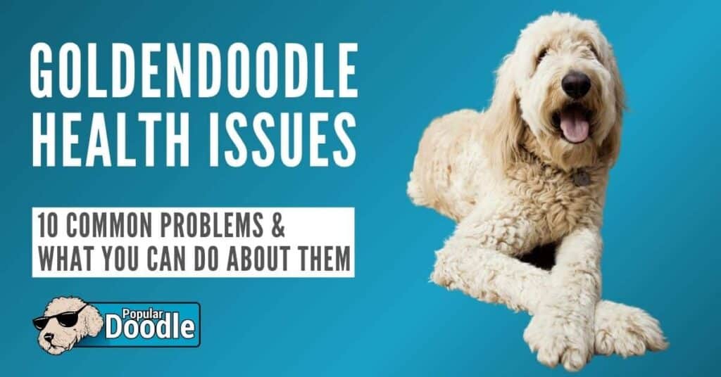 Goldendoodle Health Issues: 10 Common Goldendoodle Health Problems to Look Out For!