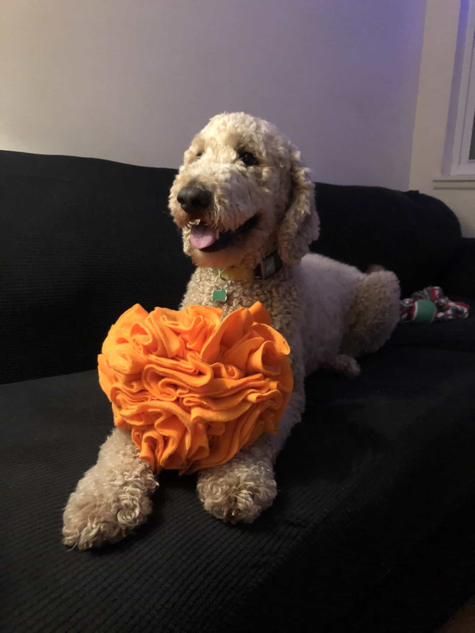 DIY Snuffle Ball for Dogs How to Make a Snuffle Ball in 10 Easy Steps!