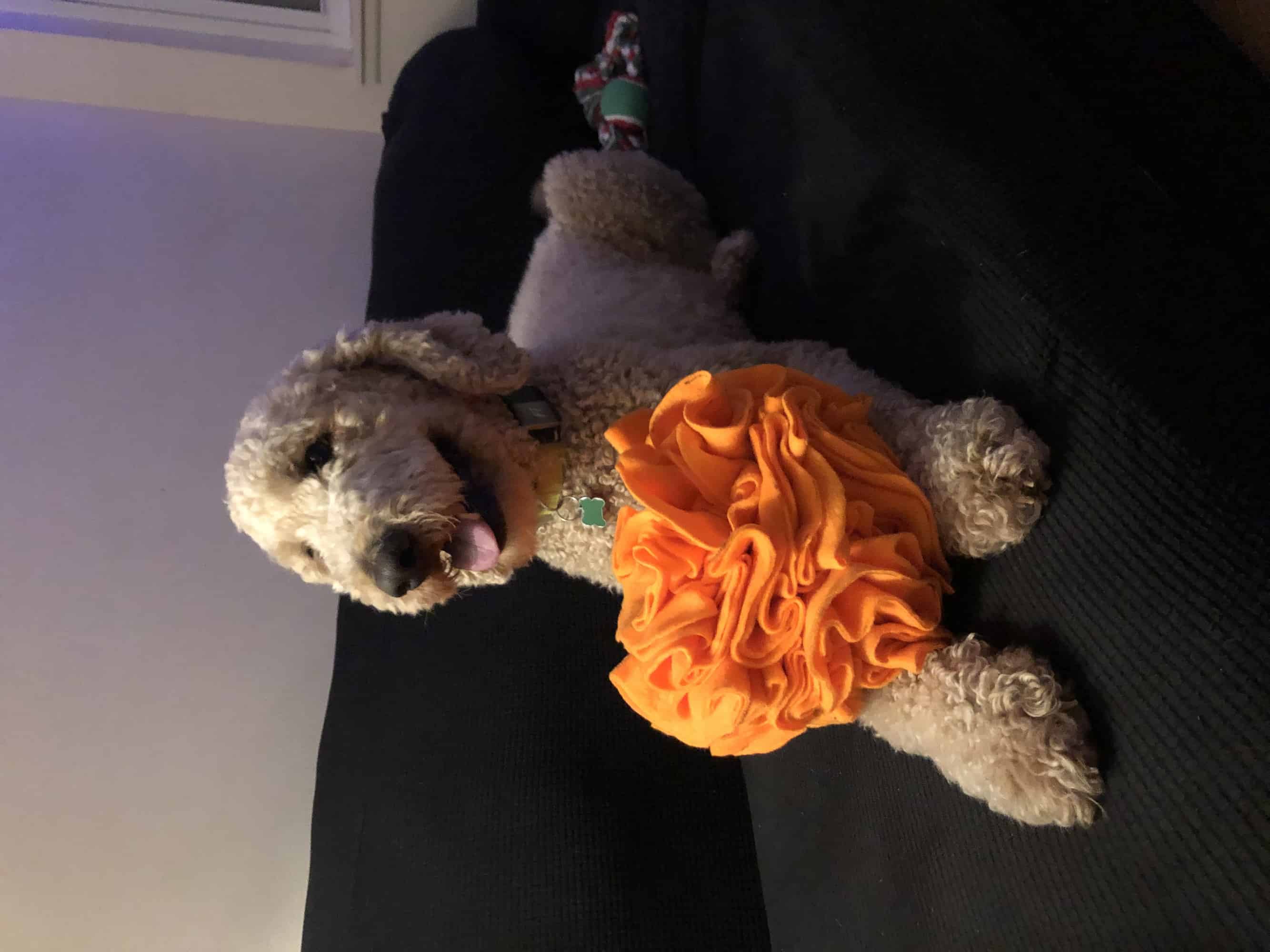 DIY Snuffle Ball for Dogs How to Make a Snuffle Ball in 10 Easy Steps!