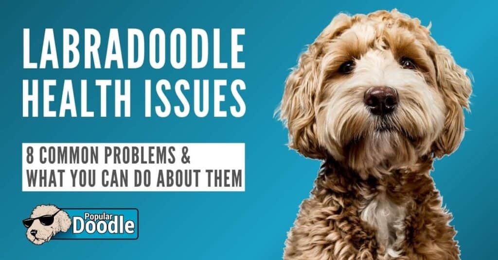 Labradoodle Health Issues: 8 Common Labradoodle Health Problems to Look Out For!
