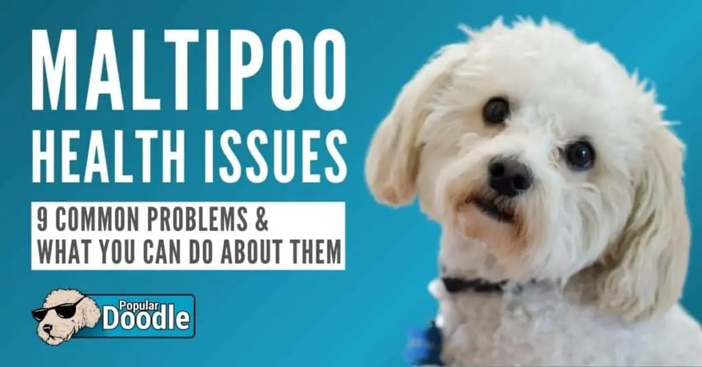 maltipoo health problems