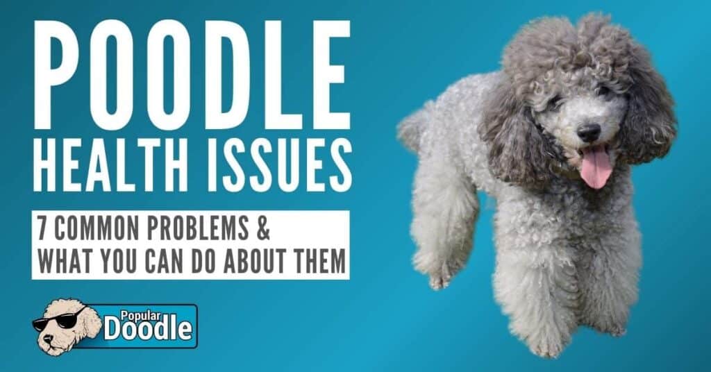 Poodle Health Issues: 7 Common Poodle Health Problems to Look Out For!