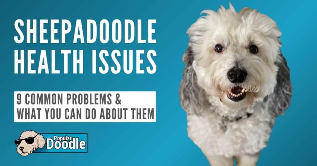 Sheepadoodle Health Issues: 9 Common Sheepadoodle Health Problems to Look Out For!