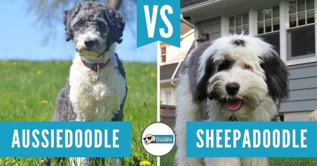 aussiedoodle vs sheepadoodle