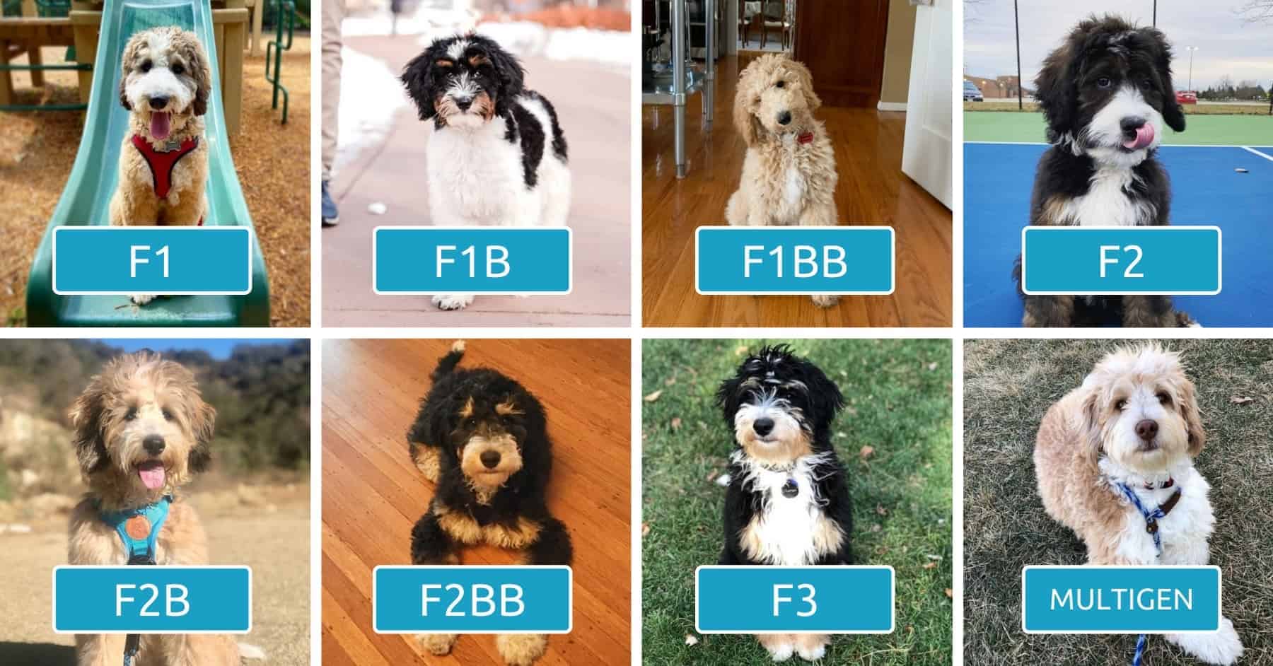 Bernedoodle Generations Explained F1 F1b F1bb F2 F2b F2bb F3 Multigen