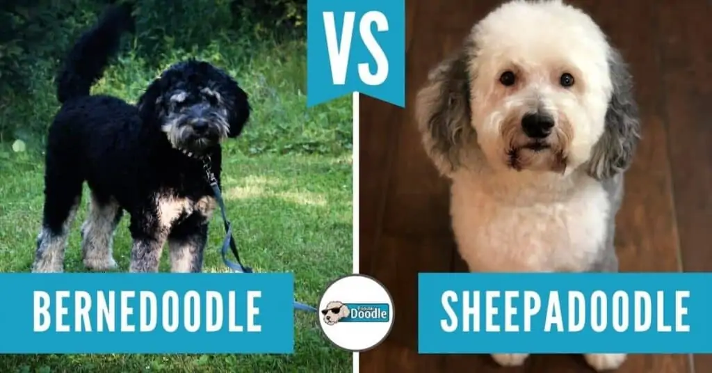 Bernedoodle vs Sheepadoodle: Which is Best for You? (Comparison & Quiz)