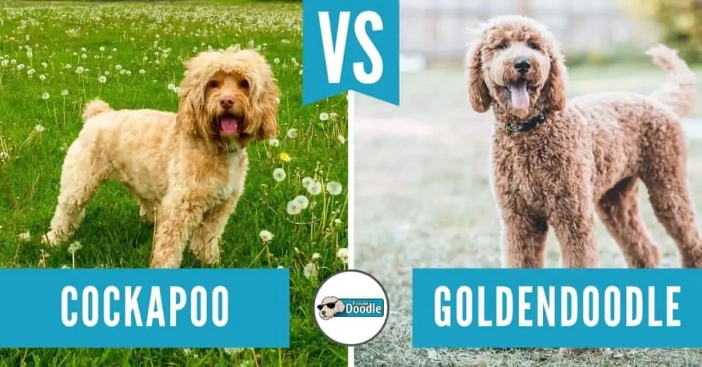 goldendoodle vs cockapoo