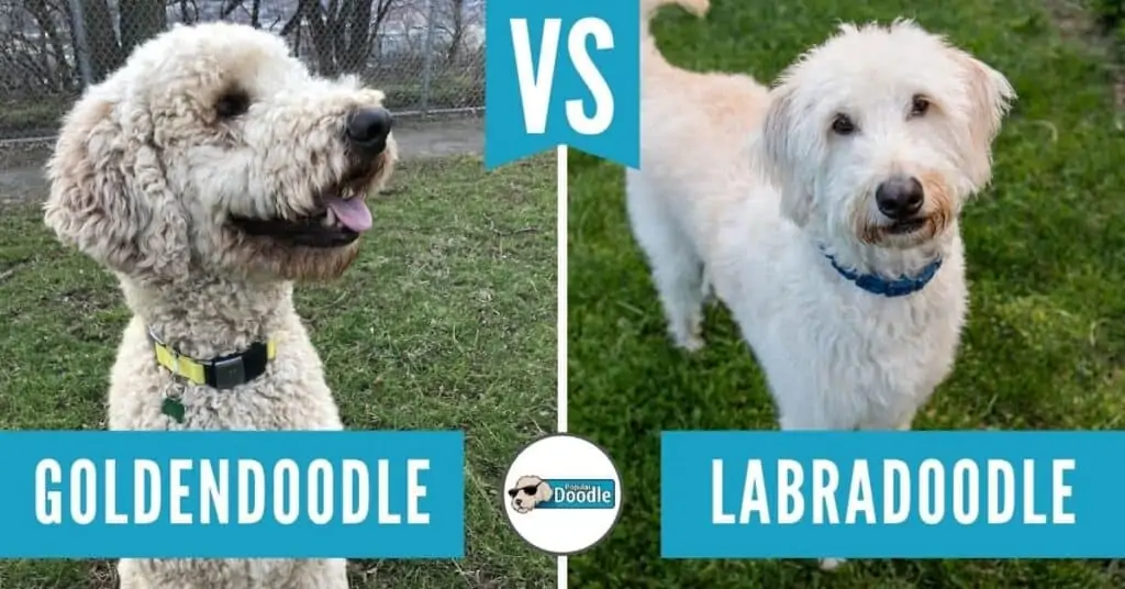 cavapoo vs maltipoo