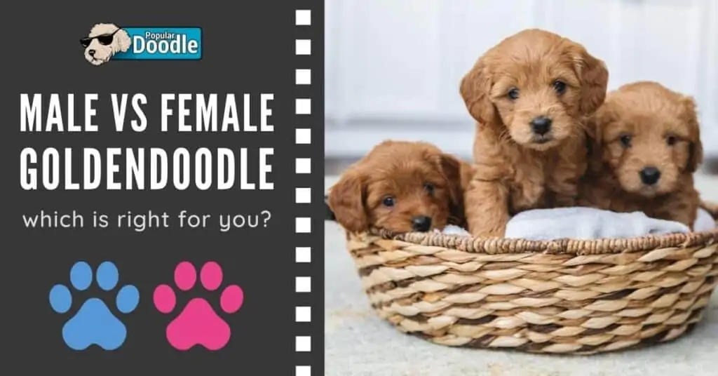 Male vs Female Goldendoodle: Which is Right for You?