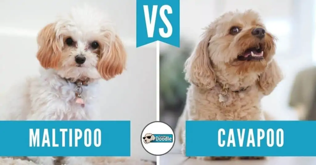 cavapoo vs maltipoo