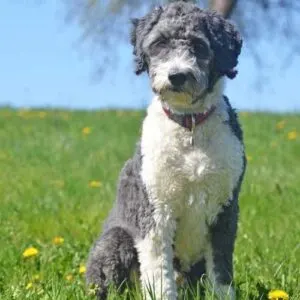 Aussiedoodle Dog