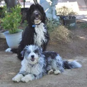 Aussiedoodle Breed of Dog