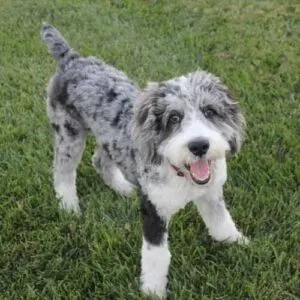 Poodle Australian Shepherd Mix