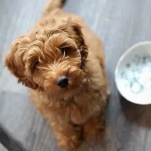 Australian Labradoodle Dog