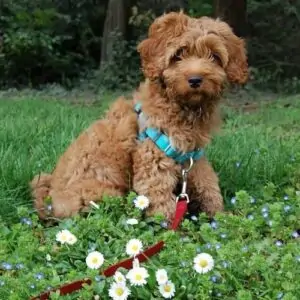 Australian Labradoodle vs. Labradoodle