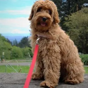 Labrador Retriever Cocker Spaniel Poodle Mix