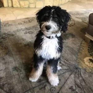 Bernedoodle Breed of Dog