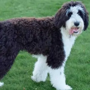 Poodle Bernese Mountain Dog Mix