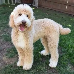 Bordoodle Breed of Dog