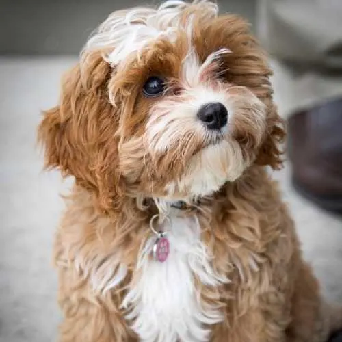 Cavapoo Dog