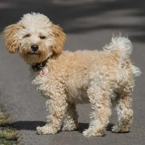 Cavapoo Breed of Dog