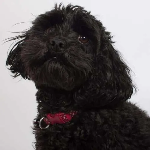 Poodle King Charles Spaniel Mix