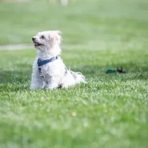 Chipoo Breed of Dog