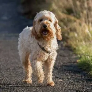 Cockapoo Breed of Dog