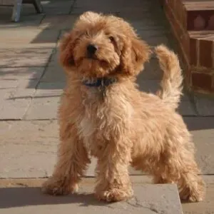 Poodle Cocker Spaniel Mix