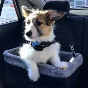 Corgipoo Dog