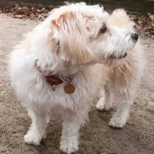 Poodle Corgi Mix