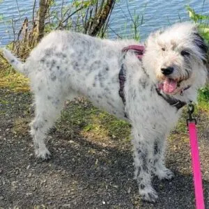 Poodle Dalmatian Mix