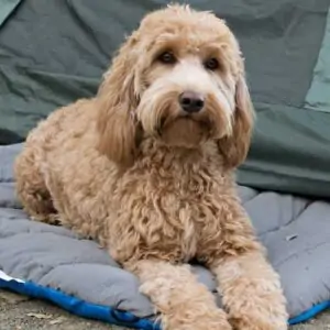 Goldendoodle Labradoodle Mix