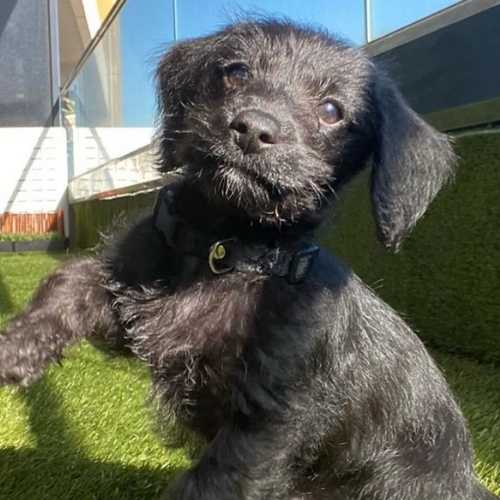 poodle doxie mix poodle doxie mix