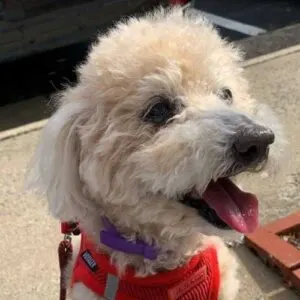 Doxiepoo Breed of Dog