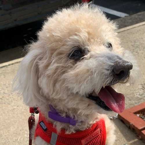Doxiepoo Dog Breed Info Dachshund Poodle Mix