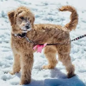 Goldendoodle Dog