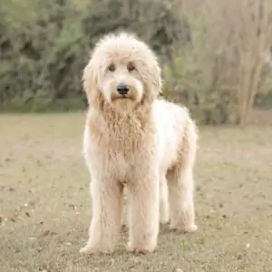 Goldendoodle Breed of Dog