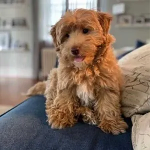 havanese poodle mix