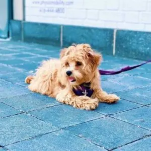 Poodle Havanese Mix