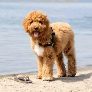 Irish Doodle Breed of Dog